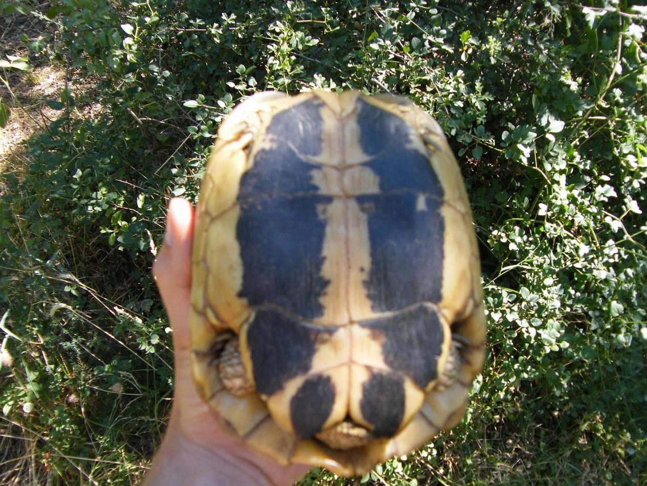 Testudo hermanni